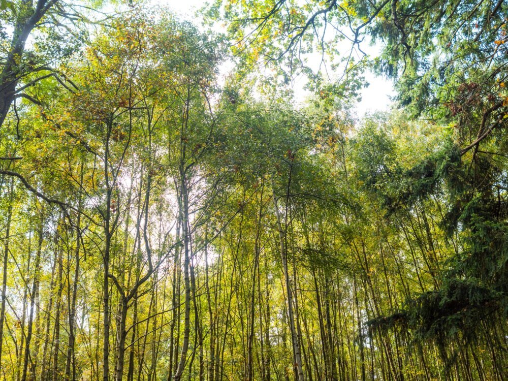 Sunlight filters through a dense forest canopy of green and yellow trees, evoking Mary Oliver's "When I am among the trees.