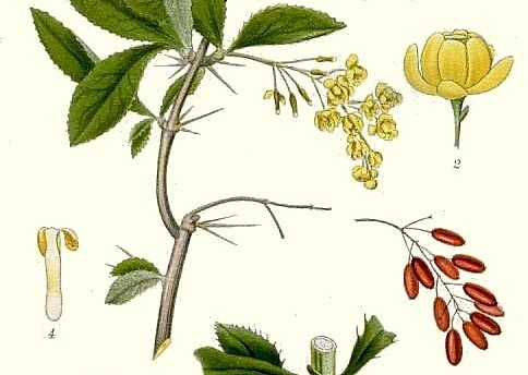Illustration of Berberis flower and berries