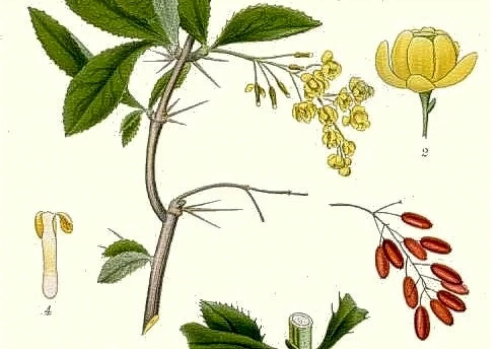 Barberry plant illustration with yellow flowers, red berries, and detailed stamen.