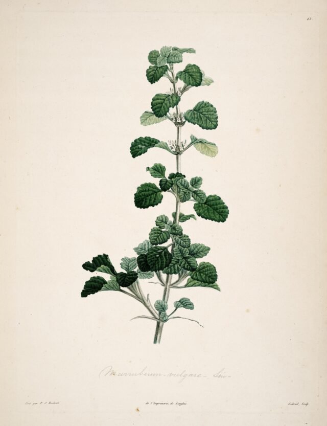 White horehound