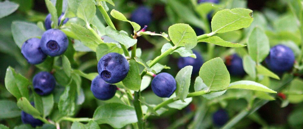 Close-up of ripe bilberries on a leafy branch, highlighting their purple hue and health benefits.