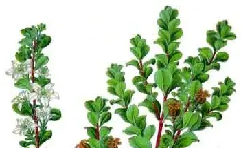 Agathosma betulina, or buchu, with delicate white flowers and green leaves.