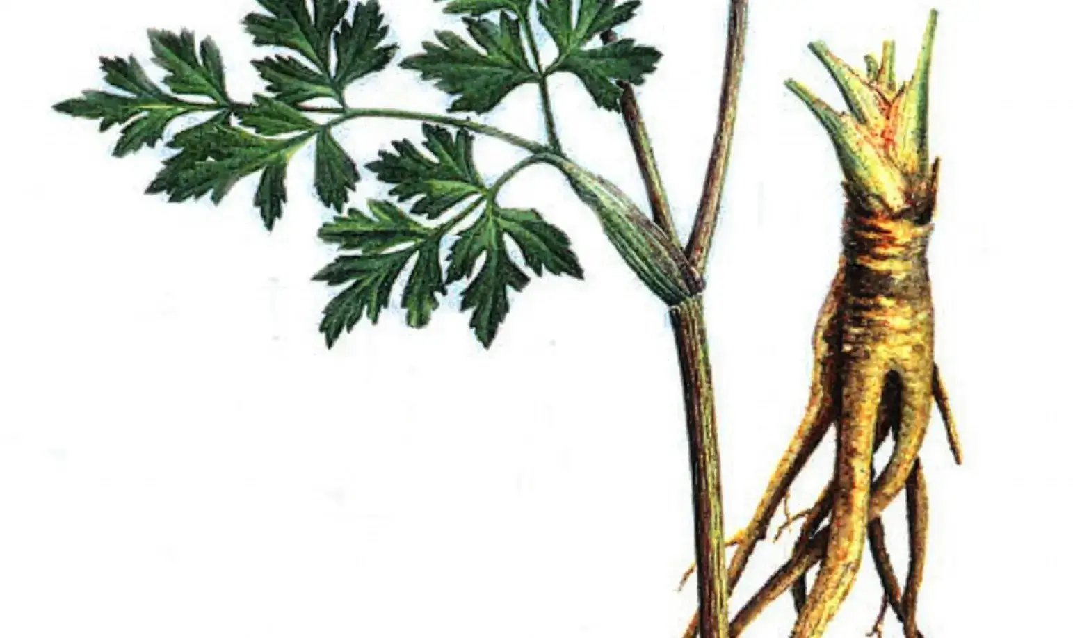 Parsnip plant with green leaves and a large taproot