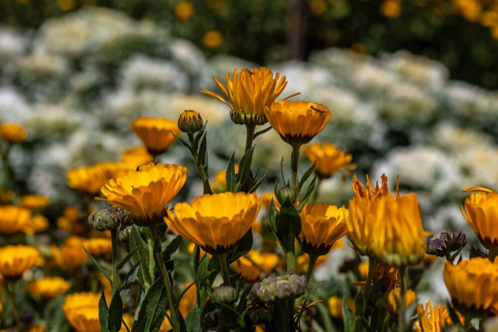 Bright orange calendula flowers with bees, showcasing medicinal herbs for skin.