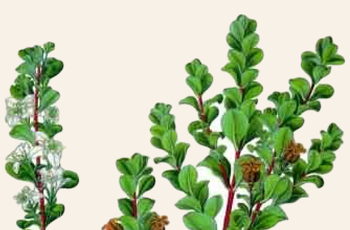 Blackcurrant-scented buchu herb with small white flowers and green leaves