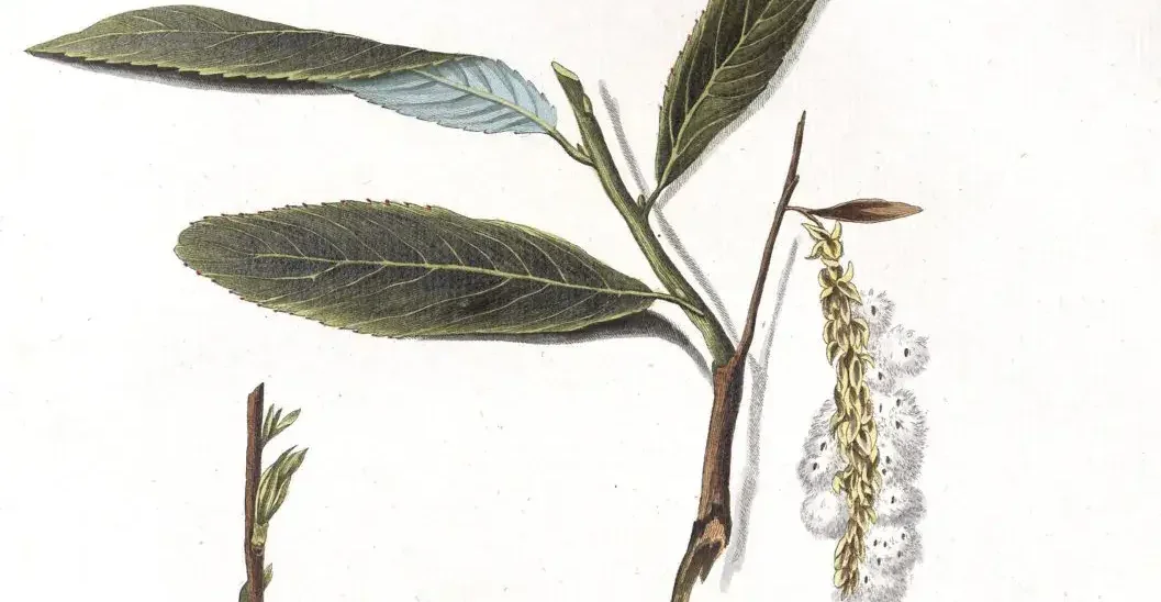Illustration of white willow branches with catkins and emerging leaves.