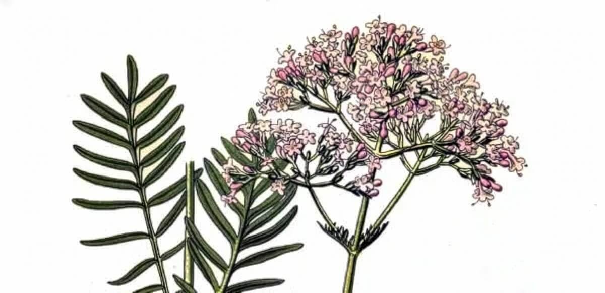 Illustration of valerian plant with feathery leaves and pink flowers