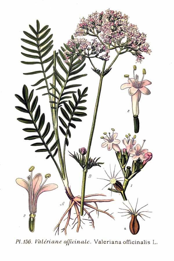 Valeriana officinalis L. illustration: roots, leaves, flowers, and seed