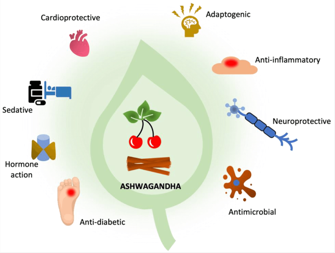 Ashwagandha benefits: adaptogenic, sedative, anti-inflammatory, neuroprotective, antimicrobial, anti-diabetic, hormone action, cardioprotective.
