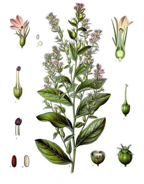 Lobelia inflata botanical illustration showing plant anatomy for respiratory relief