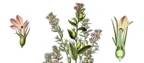 Lobelia plant, flower, and dissected flower, showing its aid for breathing.