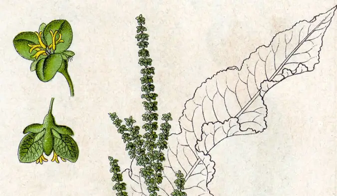 Botanical illustration of yellow dock plant parts: flowers, seed stalk, and leaf.