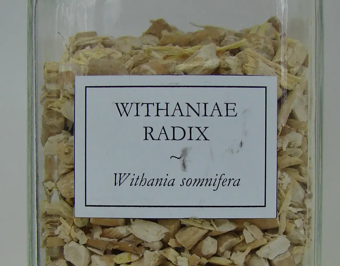 Jar of Withania somnifera (Ashwagandha) root for endocrine support.