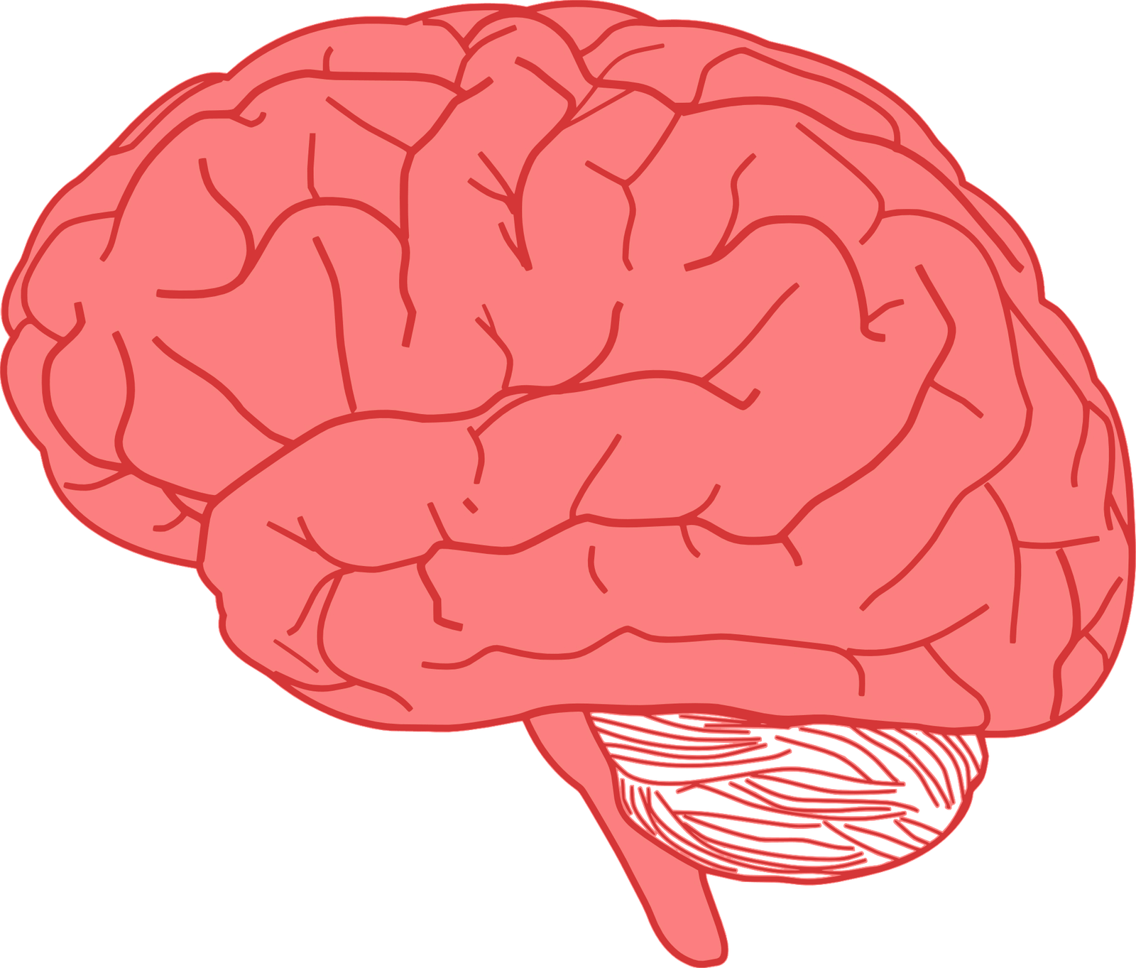 Pink brain illustration, symbolizing neuroinflammation and phytotherapy research.