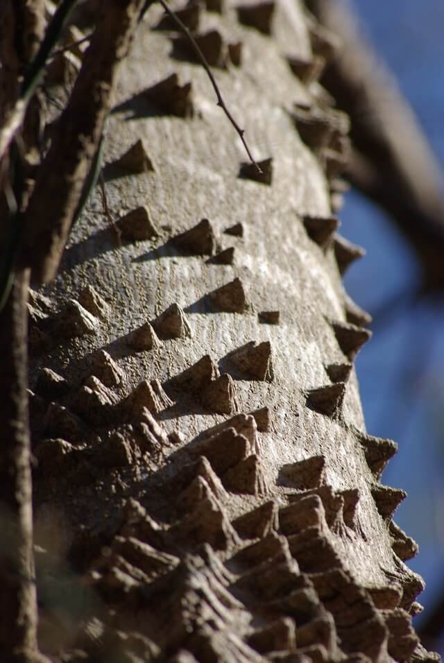Close-up of a prickly ash tree trunk with sharp thorns