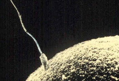 Sperm approaching an egg, relevant to sperm quality and diet.