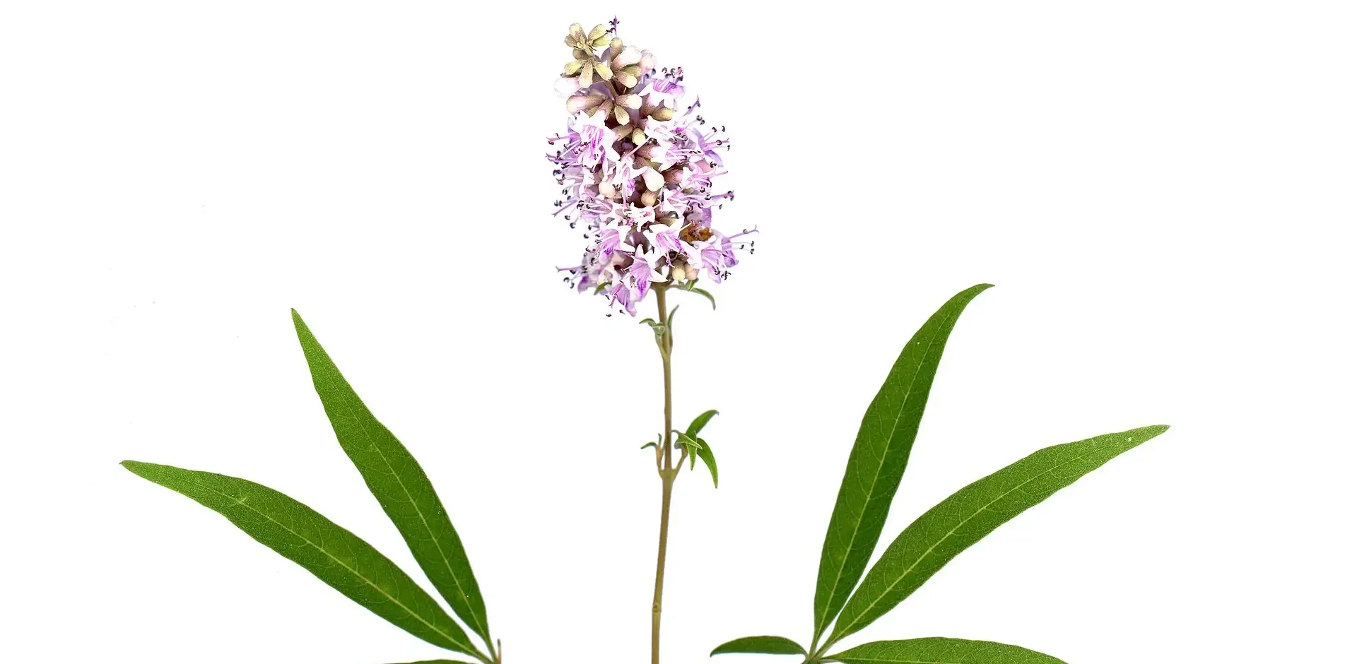 Vitex agnus-castus flower and leaves.