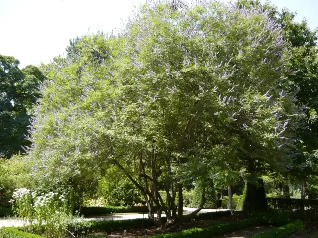 Vitex tree with purple flowers.