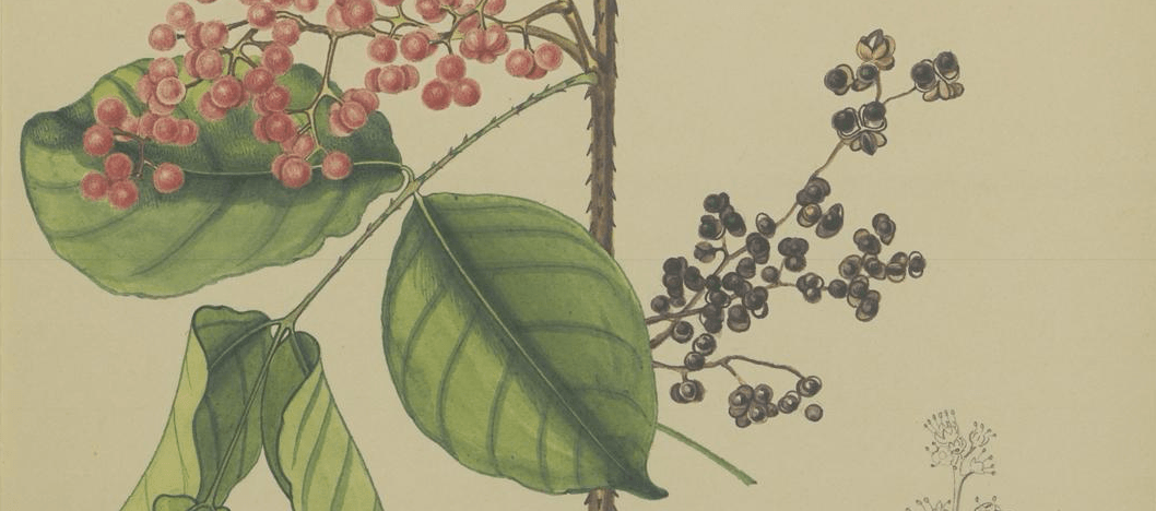 Close-up botanical illustration of prickly ash branches with red and black berries and green leaves.